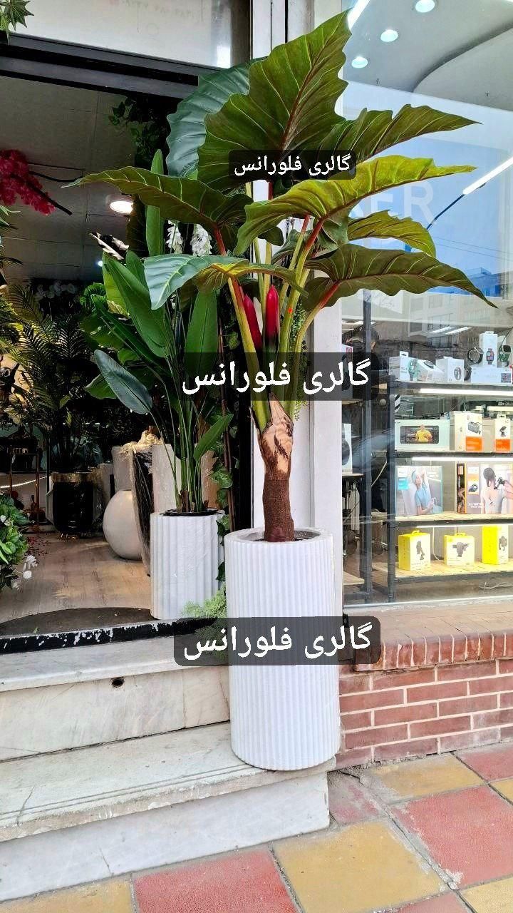 درختچه همیشه سبز فلورانس|گل مصنوعی|زاهدان, |دیوار