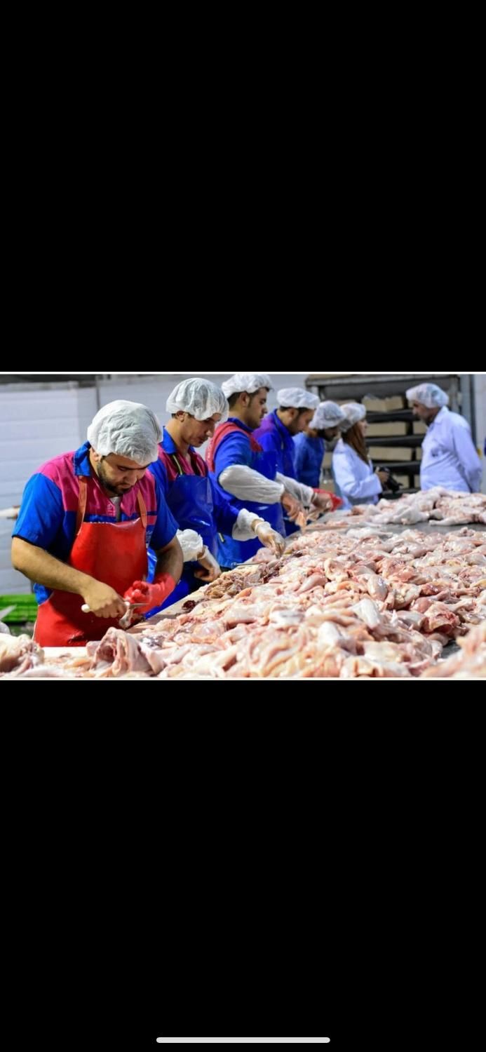 پخش مرغ ، سینه، فیله،ران فقط عمده|خوردنی و آشامیدنی|تهران, دانشگاه علم و صنعت|دیوار