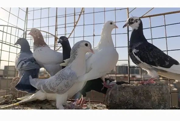 کفتر کبوتر|پرنده|مشهد, شهید معقول|دیوار