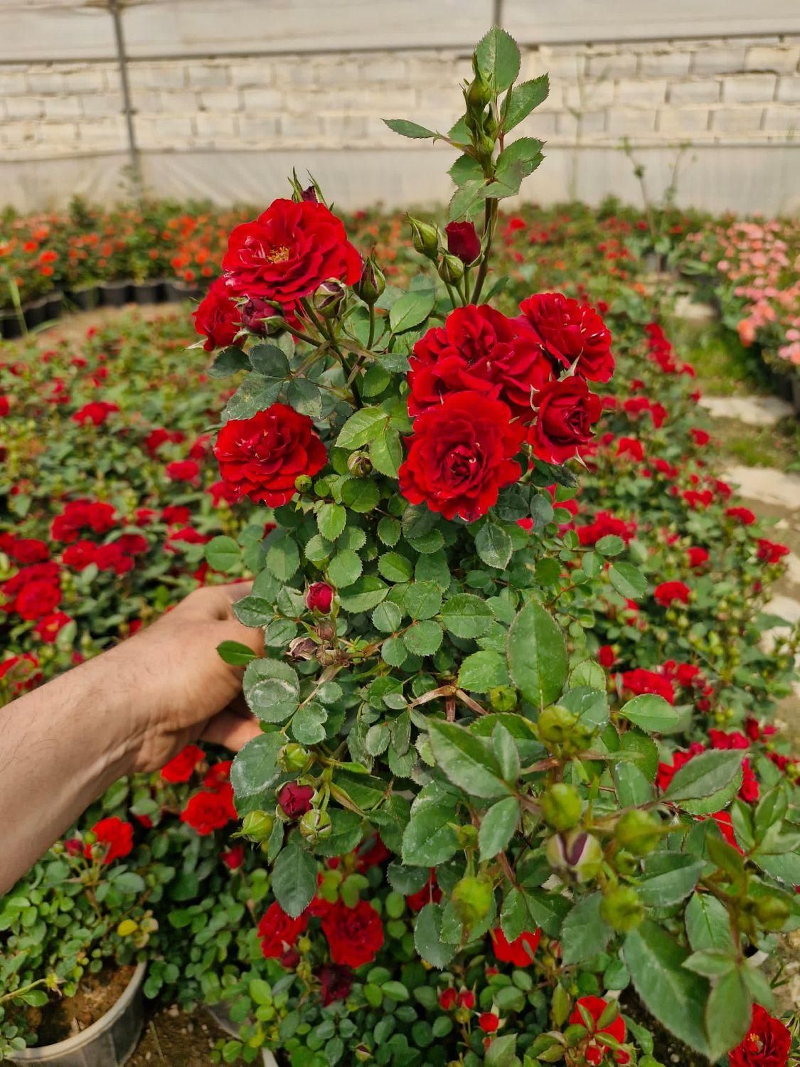 فروش انواع رز هلندی و ساناز و گل های فصلی|گل و گیاه طبیعی|تهران, جردن|دیوار