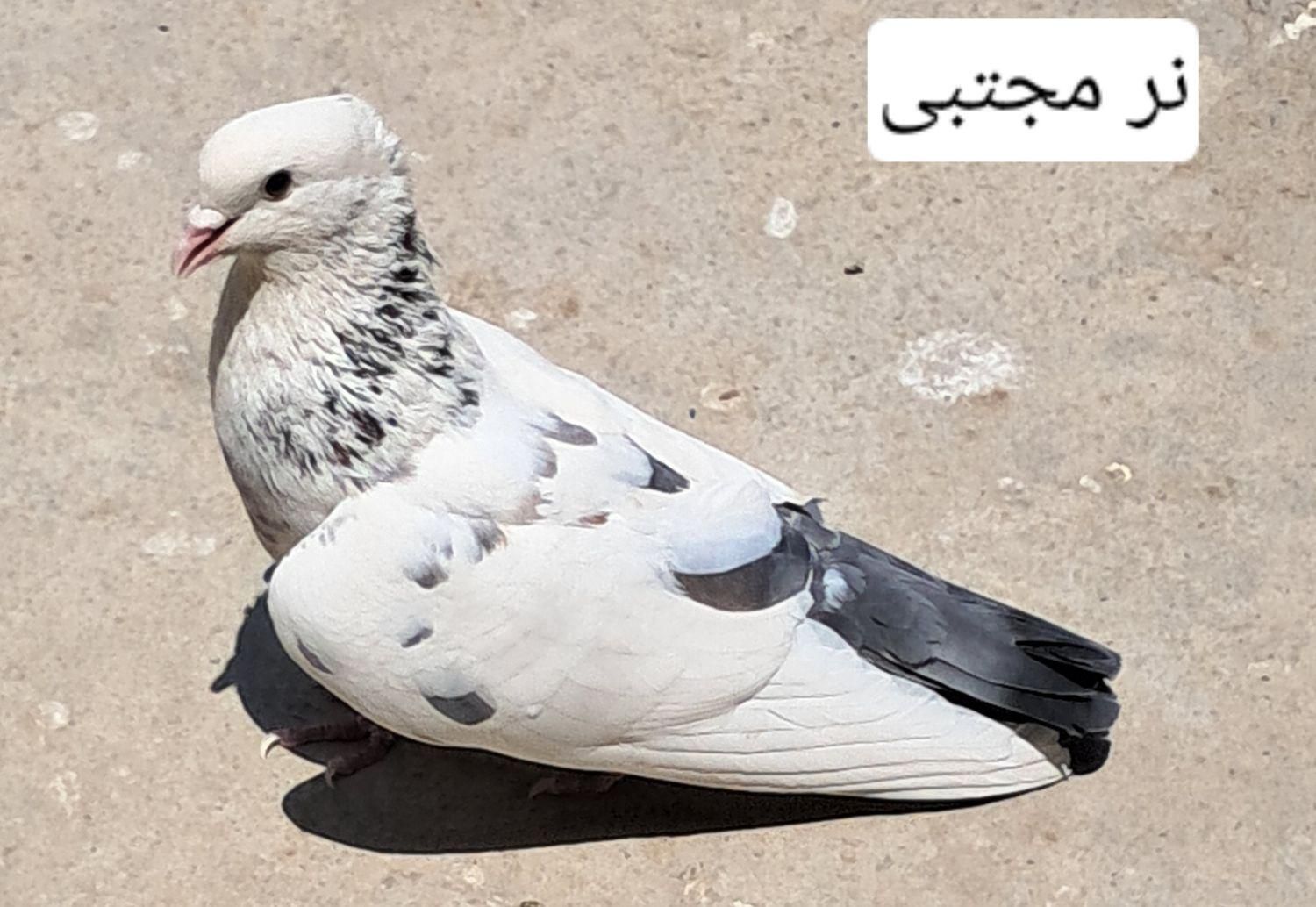 کفتر|پرنده|تهران, امام زاده حسن|دیوار