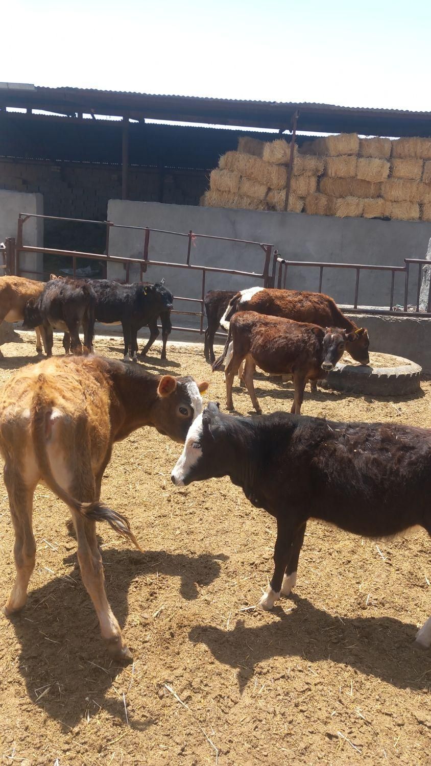 ۹راس گوساله دورگ ماده|حیوانات مزرعه|جعفرآباد, |دیوار