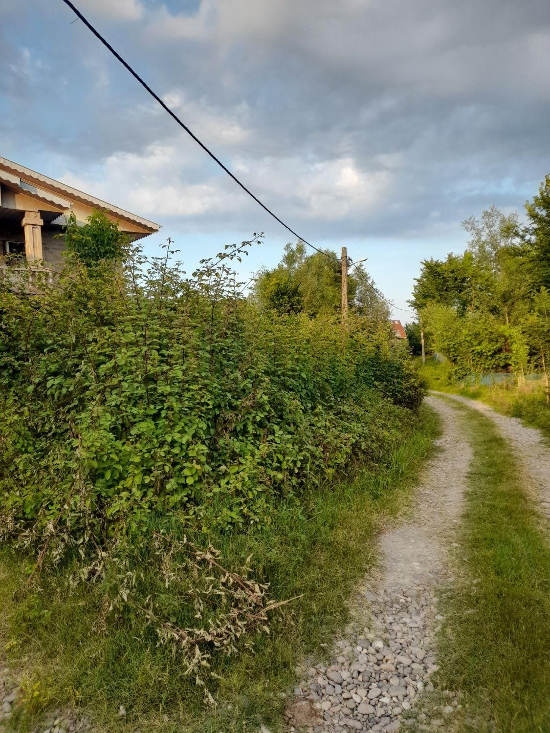 هرس کردن علف و باغ ملک ...|خدمات باغبانی و درختکاری|سنگر, |دیوار