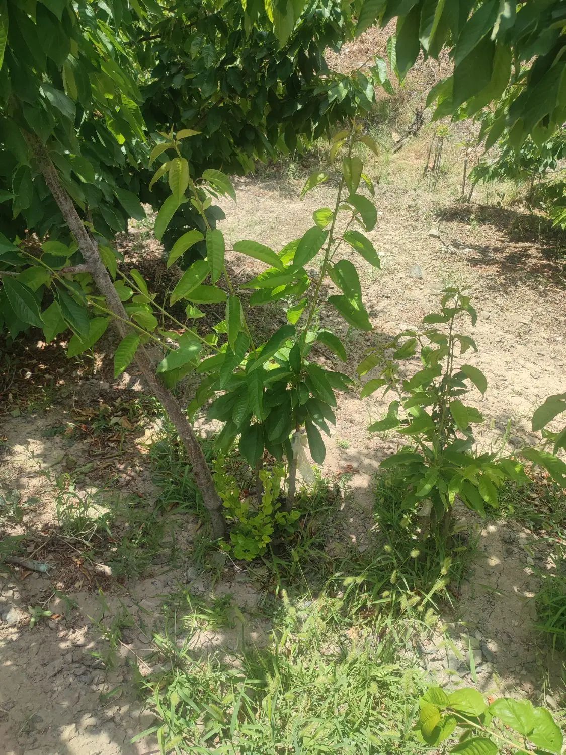 فروش زمین کشاورزی در روستای شاره 44دقیقه آب چشمه|فروش زمین و ملک کلنگی|سبزوار, کراب|دیوار