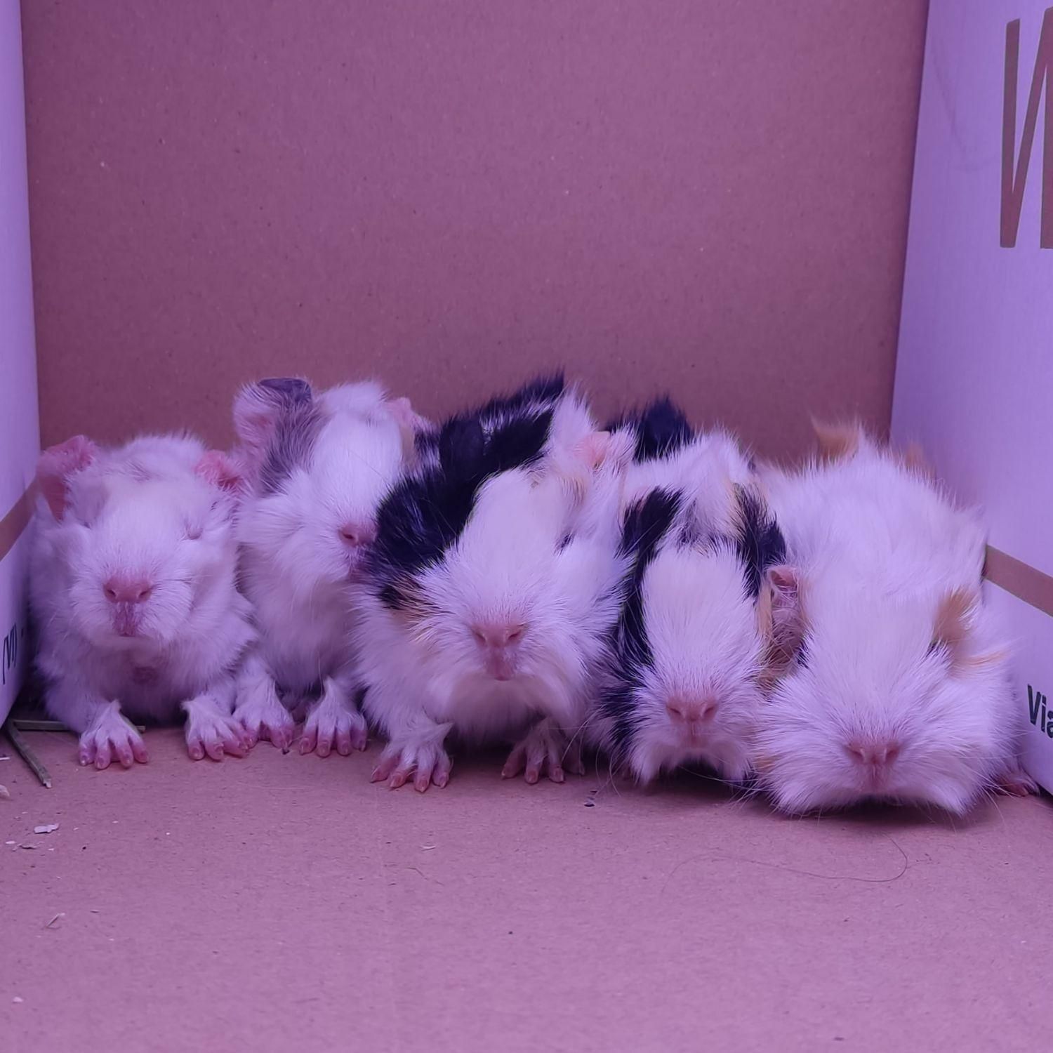 خوکچه هندی موکوتاه|موش و خرگوش|تهران, مهران (سیدخندان)|دیوار