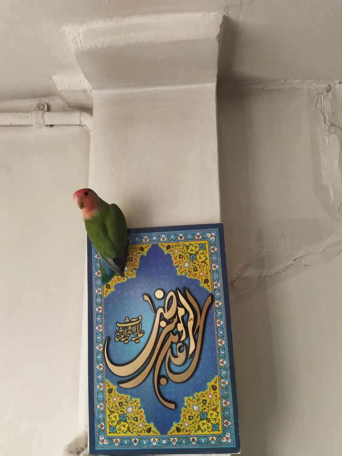 طوطی کوتوله برزیلی سبز صورت هلویی گمشده|پرنده|کرج, حصارک بالا|دیوار