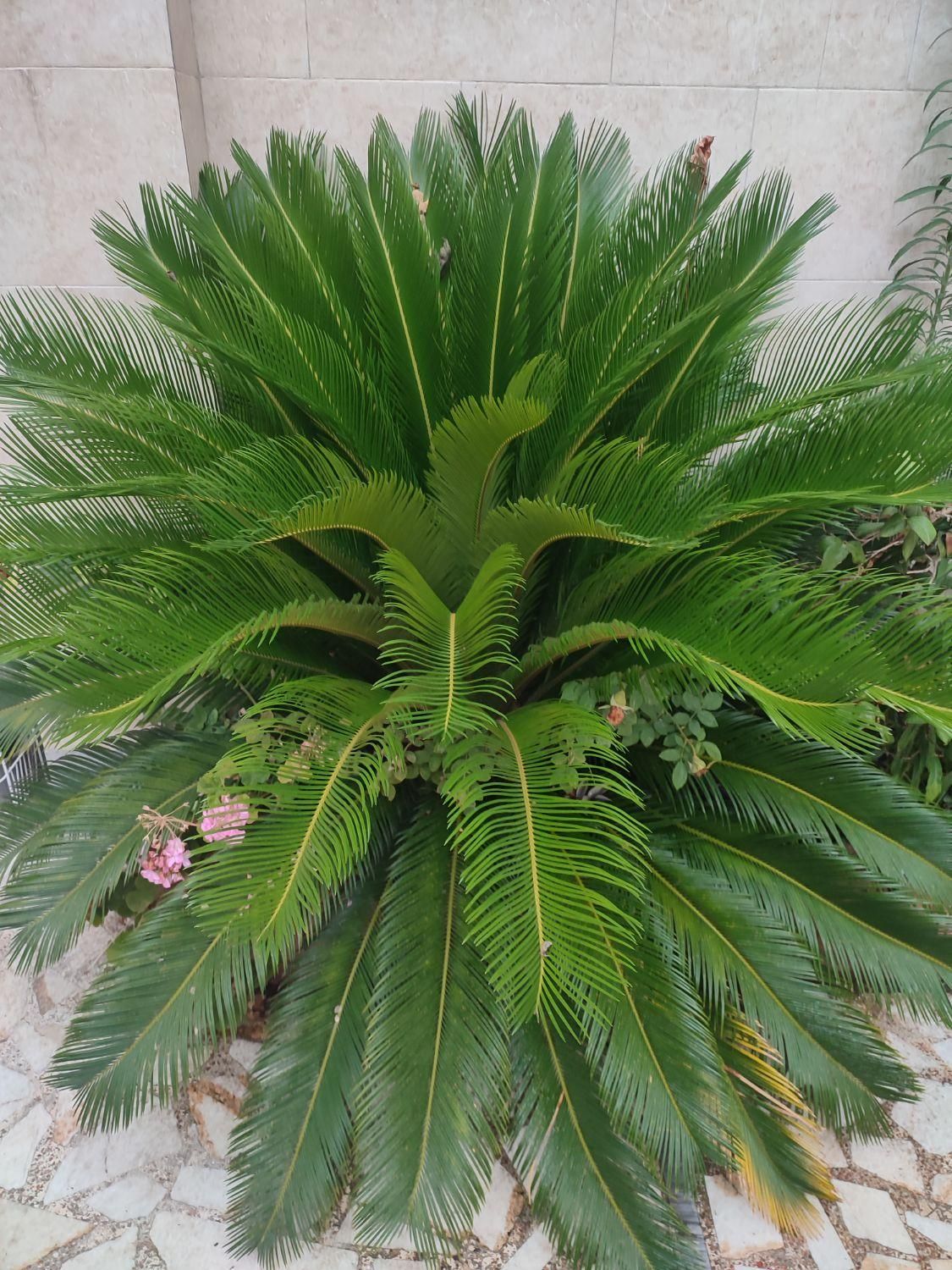 برگ سیکاس|گل و گیاه طبیعی|رشت, بلوار گیلان|دیوار