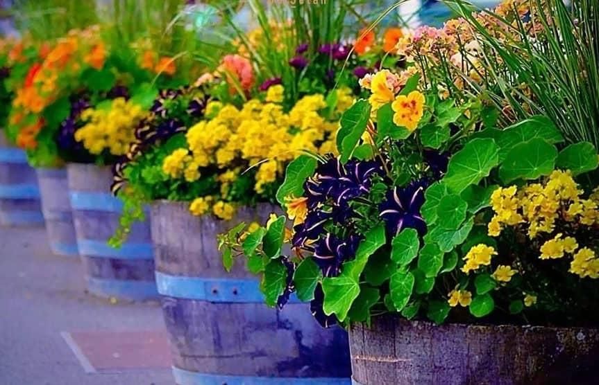 باغبانی شهرک غرب مرزداران باغ فیض فاطمه|خدمات باغبانی و درختکاری|تهران, اختیاریه|دیوار