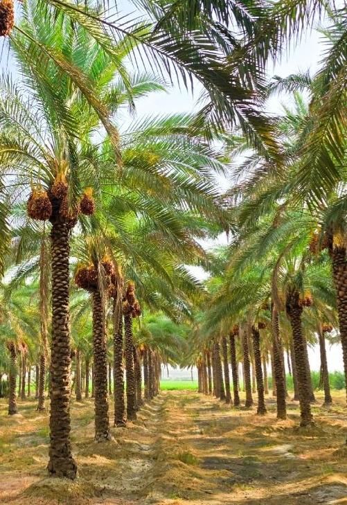 درختان واشنگتن پالم ویلا باغ زمین|خدمات باغبانی و درختکاری|امامزاده عبدالله, |دیوار