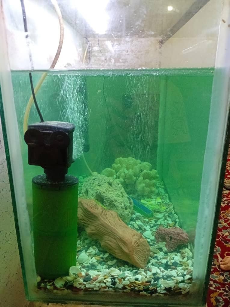 آکواریوم|ماهی|دزفول, |دیوار