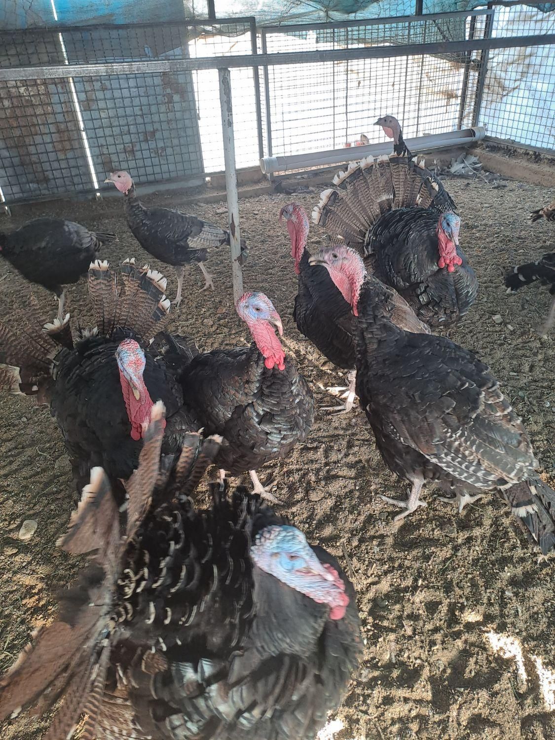 بوقلمون برنز|حیوانات مزرعه|تهران, شهرک طالقانی|دیوار