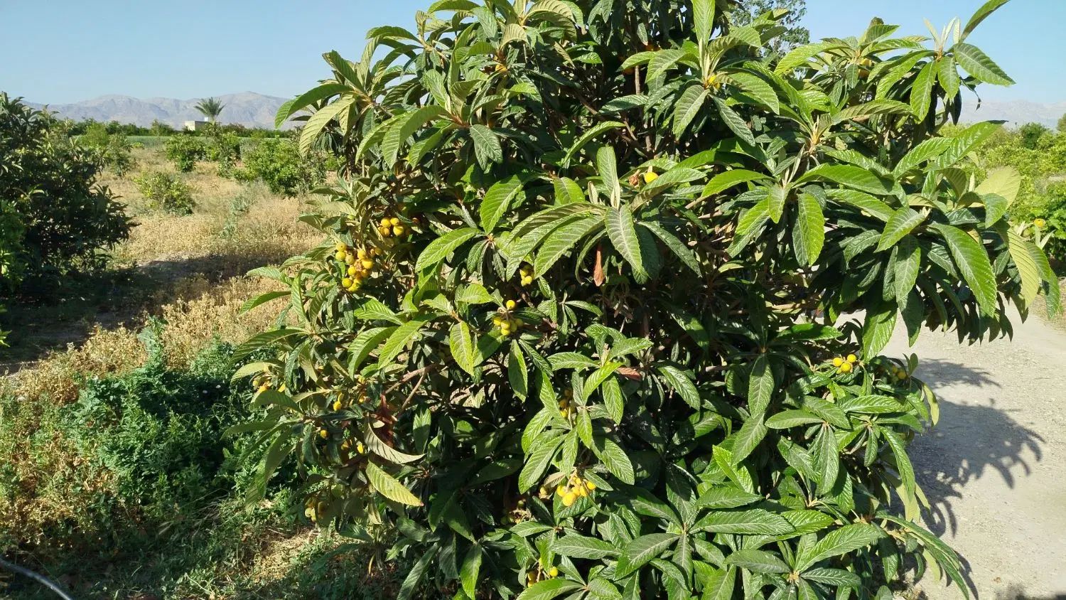 فروش ۳ هکتار باغ و زمین و سالن پرورش قارچ|فروش دفتر صنعتی، کشاورزی، تجاری|فسا, |دیوار