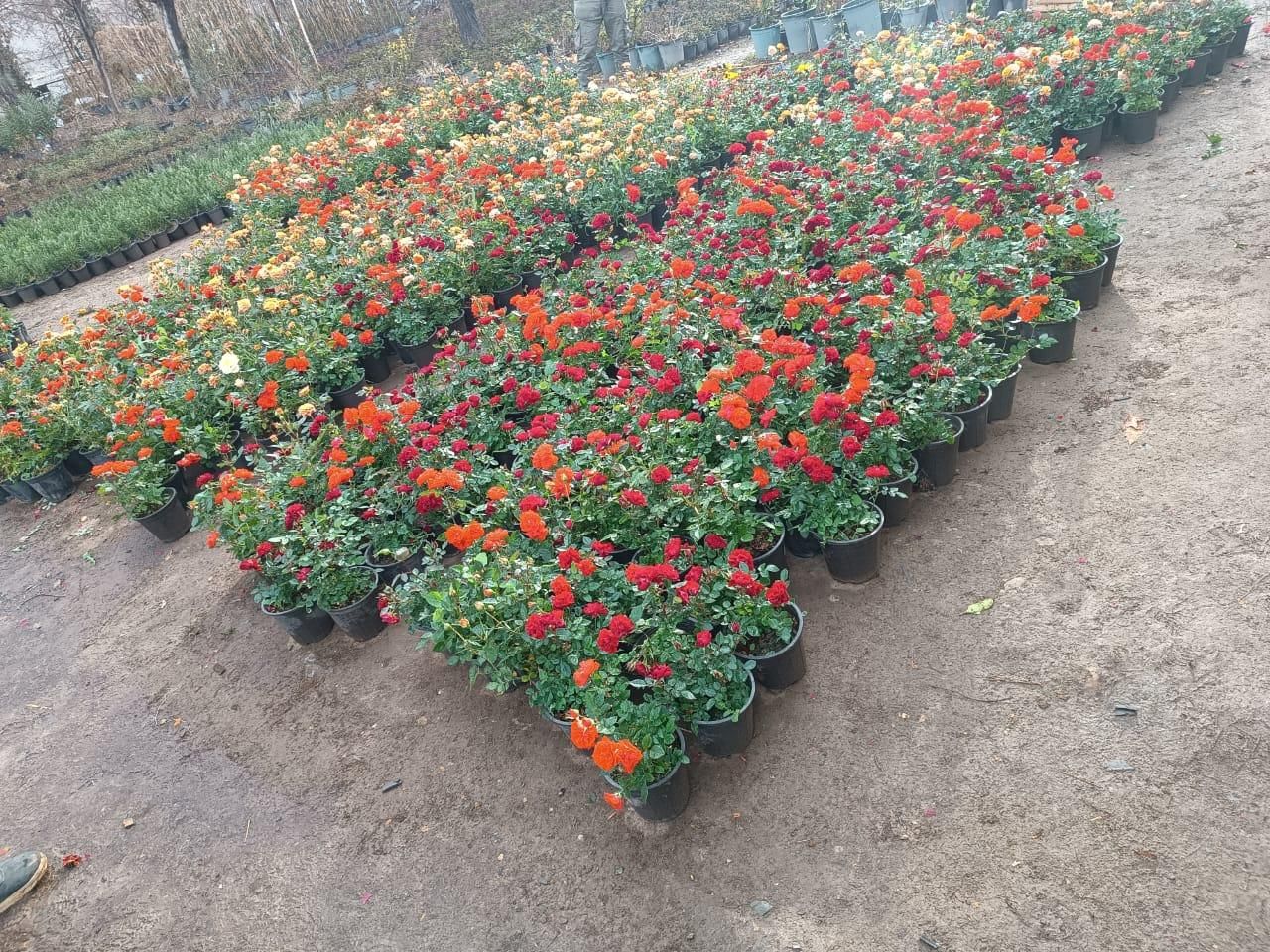 خدمات تخصصی باغبانی در محل شما|خدمات باغبانی و درختکاری|تهران, فلسطین (میدان انقلاب)|دیوار