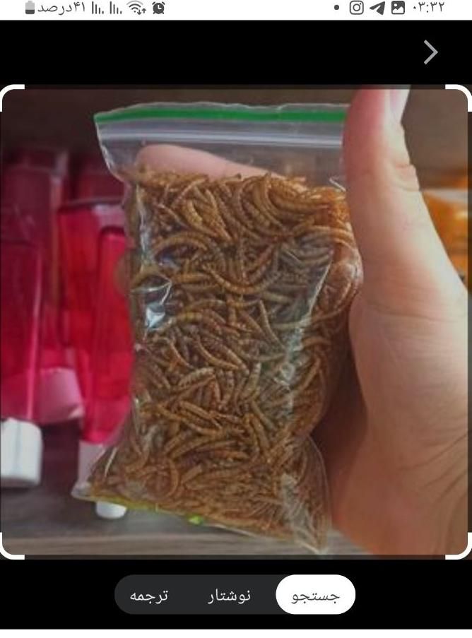 سلام، میلورم زنده ومیلورم خشک|لوازم جانبی حیوانات|میانه, |دیوار