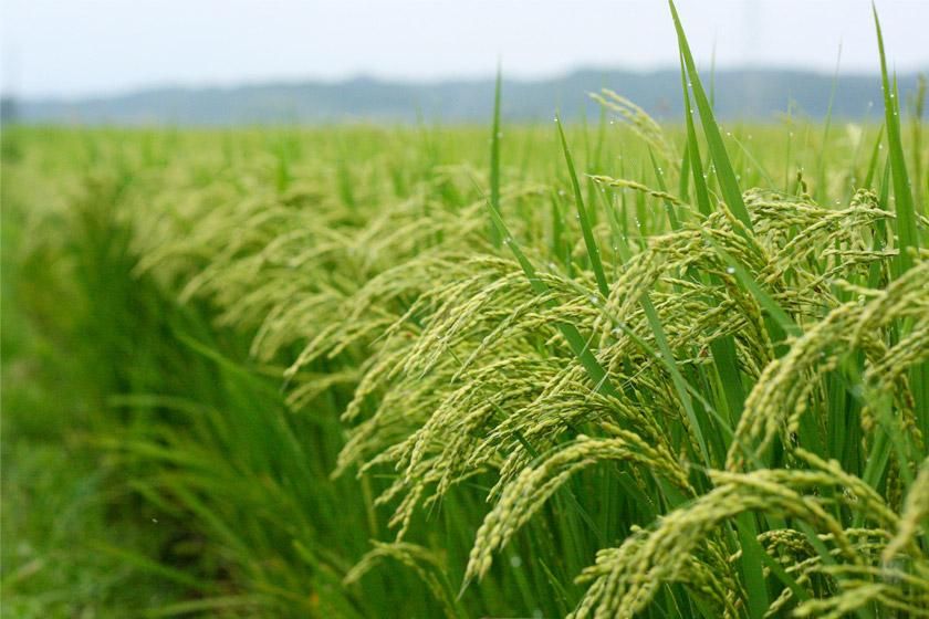 فروش ۱۱۰۰۰ متر شالیزار با سند مالکیت|فروش زمین و ملک کلنگی|رشت, دیلمان|دیوار
