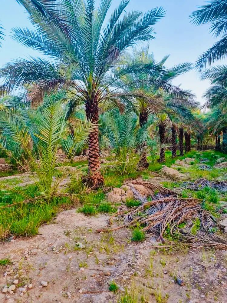 فروش انواع نخل وپاجوش پاجوش از  30سانت به بالا|خدمات باغبانی و درختکاری|یزد, |دیوار