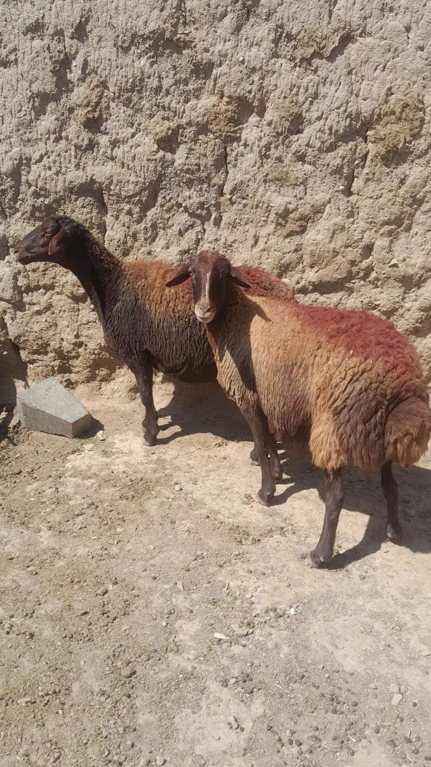 میش ابستن افشاری .گوسفند افشاری شیشک بخته .بره|حیوانات مزرعه|نیشابور, عطار|دیوار