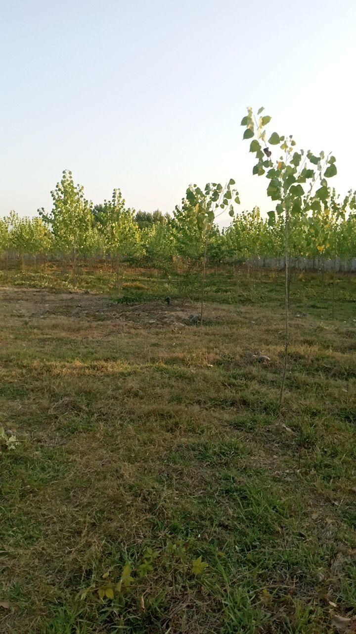 علف زنی  چمن زنی ..با دستگاه|خدمات باغبانی و درختکاری|سنگر, |دیوار