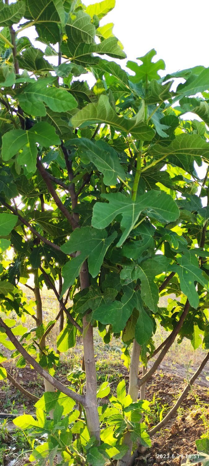 فروش باغ فنس شده قره بلاغ|فروش زمین و ملک کلنگی|میانه, |دیوار