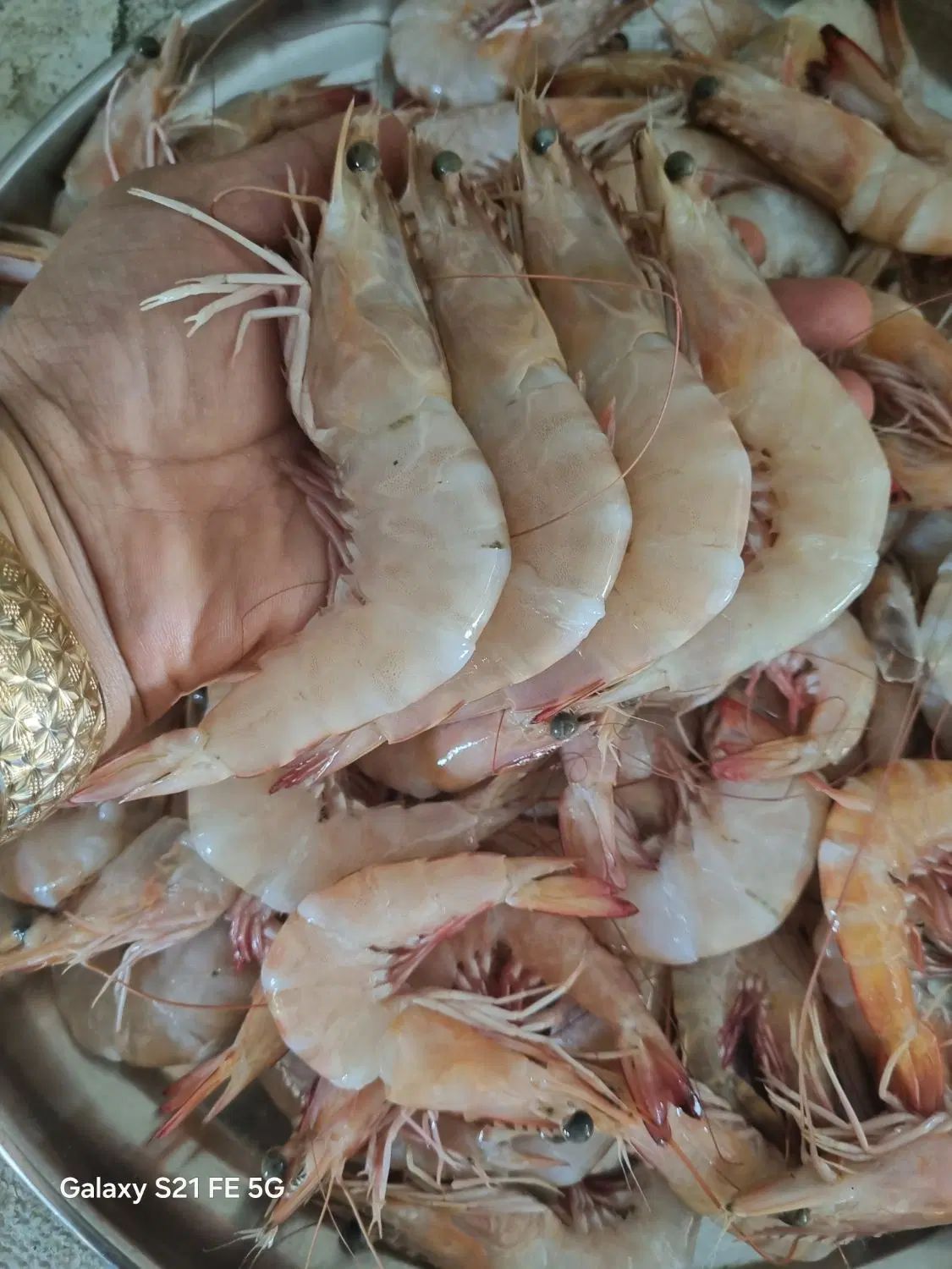 انواع میگوهای دریایی صید روز با بهترین کیفیت|خوردنی و آشامیدنی|تهران, جماران (نیاوران)|دیوار