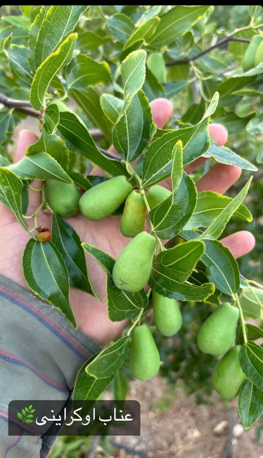 نهال وارداتی پسته|خدمات باغبانی و درختکاری|خوی, |دیوار