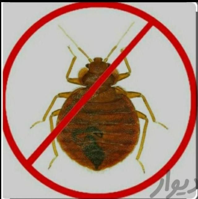 سمپاشی منزل با 30سال سابقه|خدمات نظافت|ورامین, ورامین|دیوار