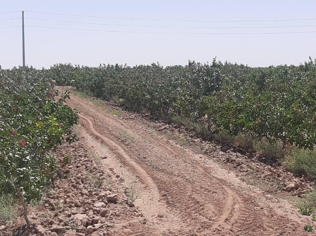 فروش 14 هکتار باغ پسته ورامین جواد آباد|فروش دفتر صنعتی، کشاورزی، تجاری|جوادآباد, |دیوار