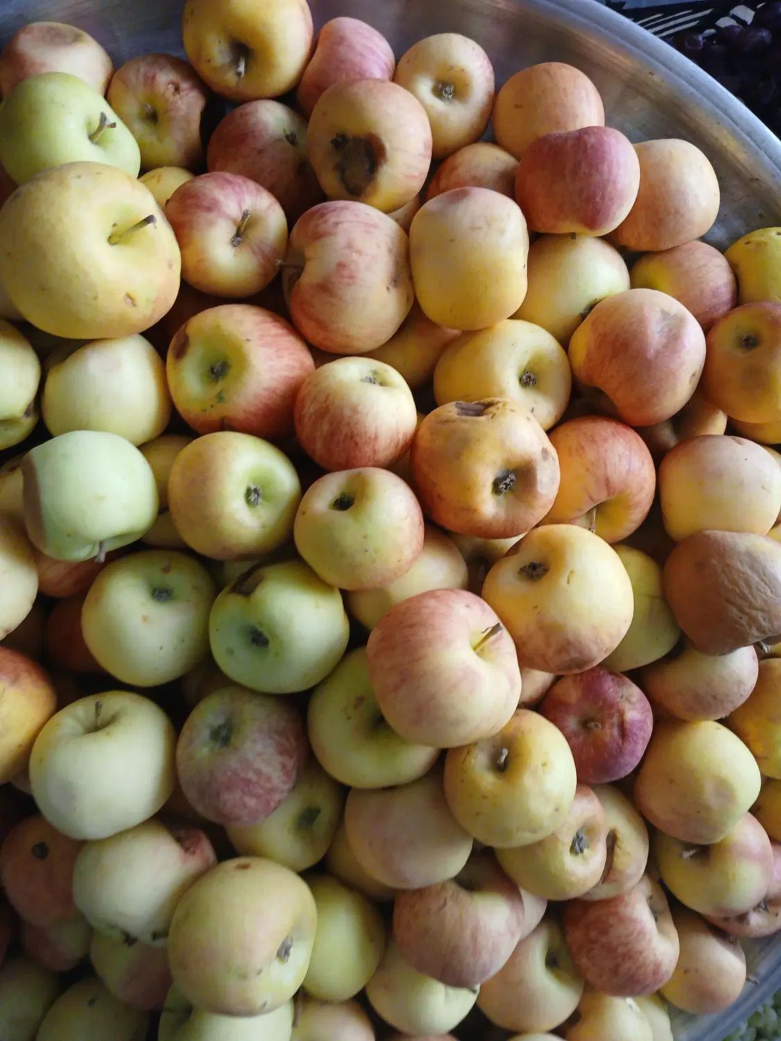 سیب انگور سرکه ای آلو سیاه لواشکی میوه فروشی|خوردنی و آشامیدنی|اصفهان, کوجان|دیوار