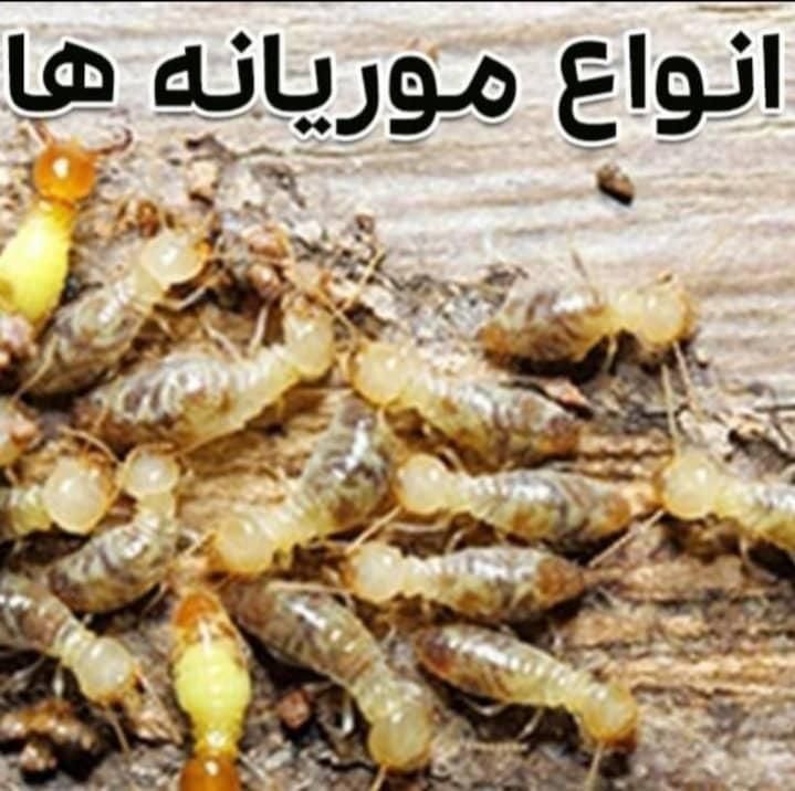 کیپ سمپاشی اهوازسم پاشی انواع حشرات تضمینی|خدمات نظافت|اهواز, پردیس|دیوار