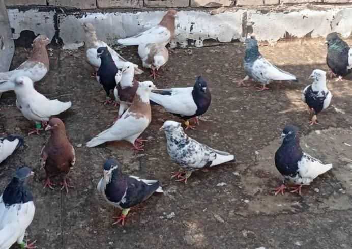 کفتر|پرنده|کرج, گلستان|دیوار