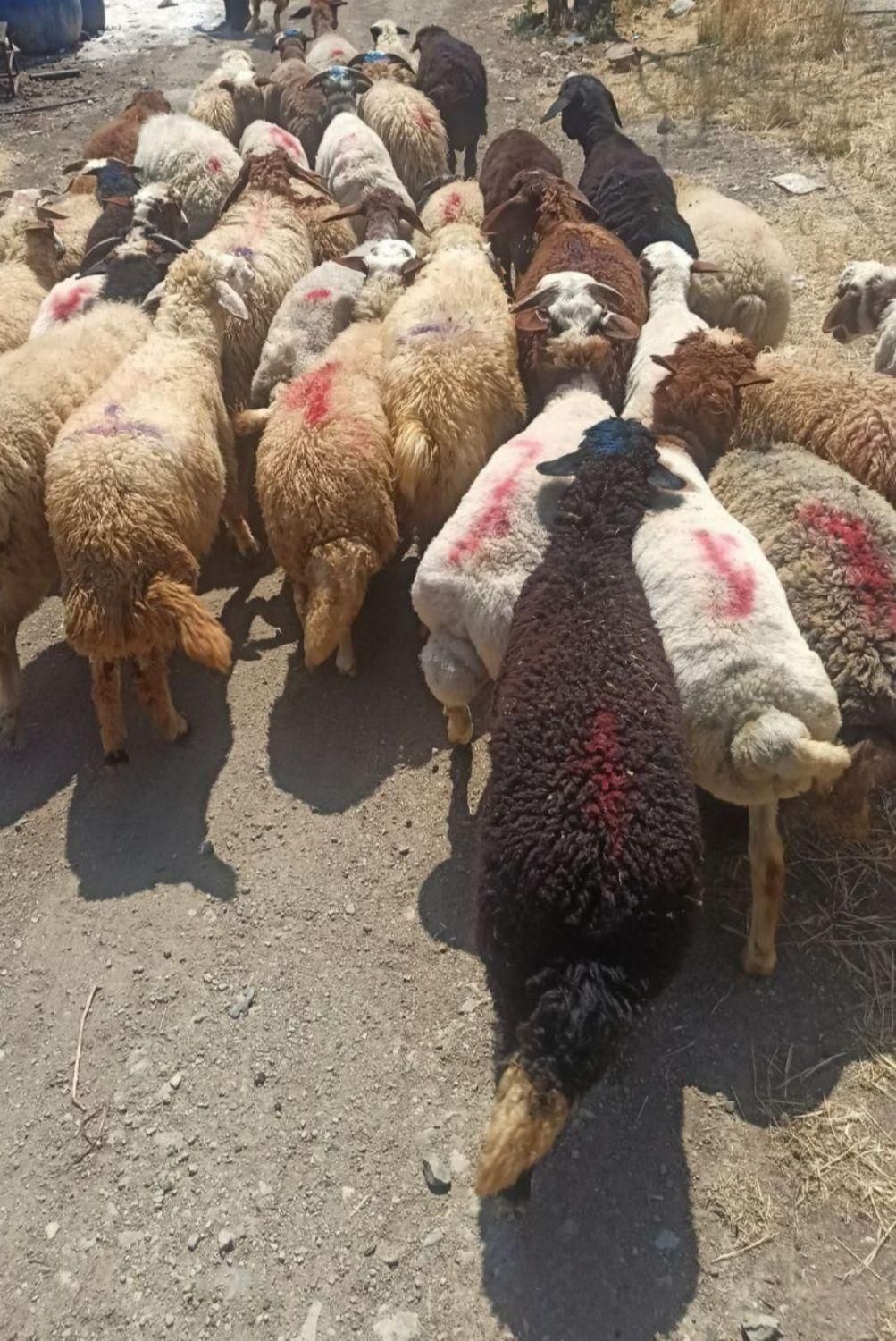 نازلترین قیمت گوسفند مغان کردستانی زنده قصاب مجرب|حیوانات مزرعه|تهران, ستارخان|دیوار