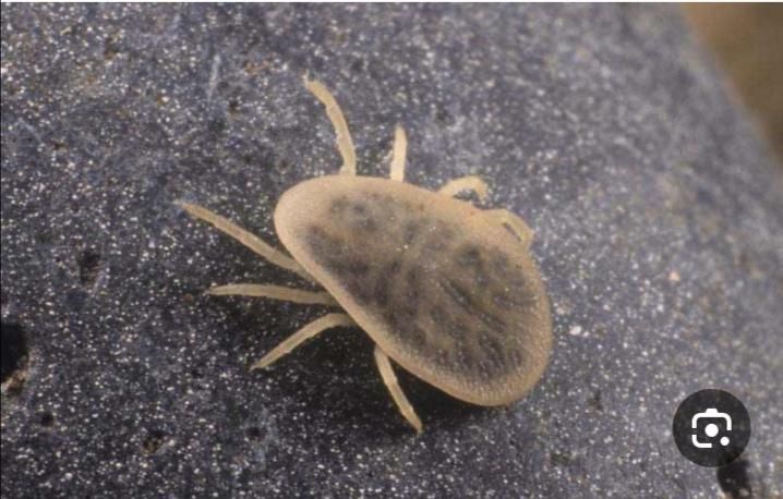 سمپاشی تضمینی سوسک. ساس. سم پاشی عقرب|خدمات نظافت|یزد, |دیوار