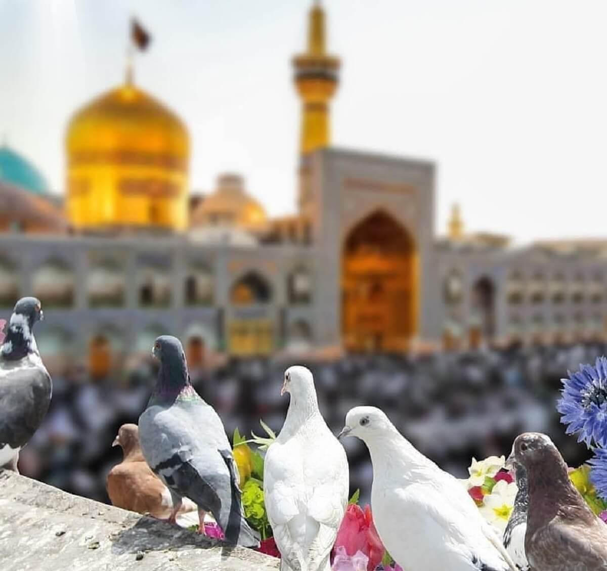 تور ریلی مشهد مقدس قطار ۴ تخته|تور و چارتر|تهران, افسریه|دیوار
