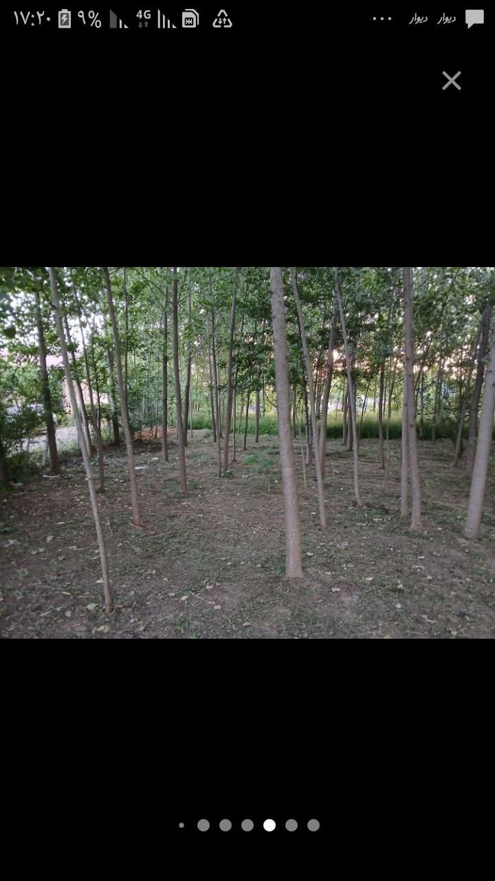 علف زنی با دستگاه|خدمات باغبانی و درختکاری|ماسال, |دیوار