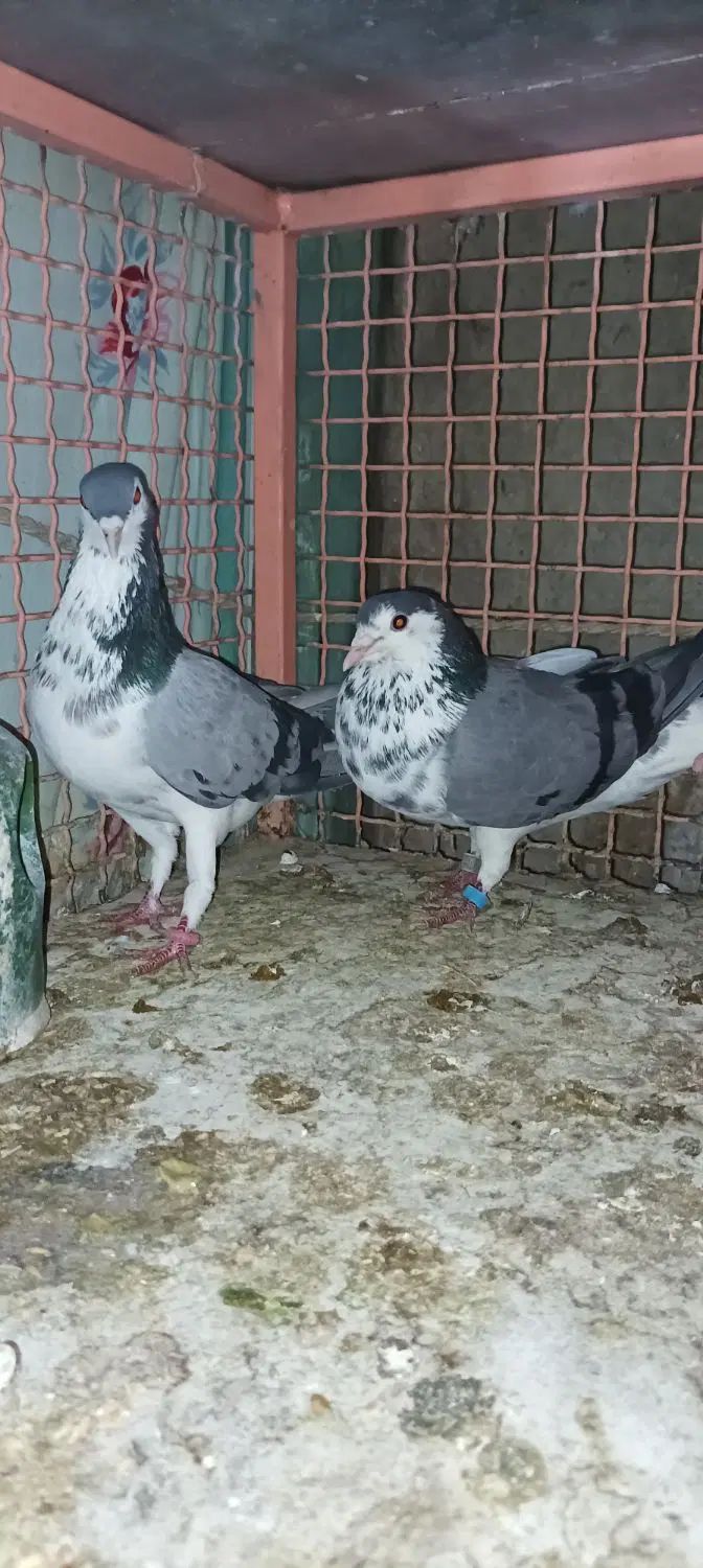 ک  ف  ت  ر|پرنده|اصفهان, نصرآباد|دیوار