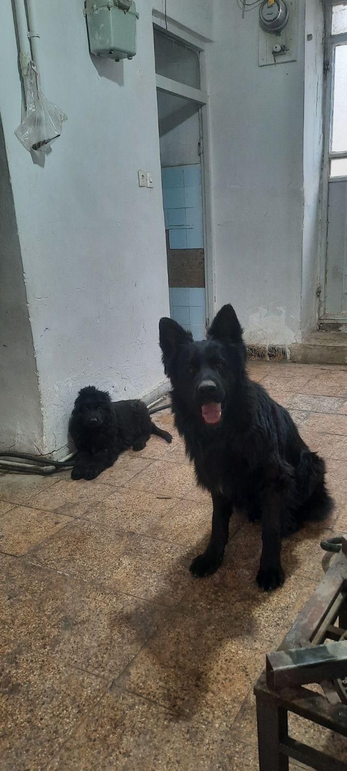 ژرمن بلک شولاین نر بالغ|سگ|شاهرود, |دیوار