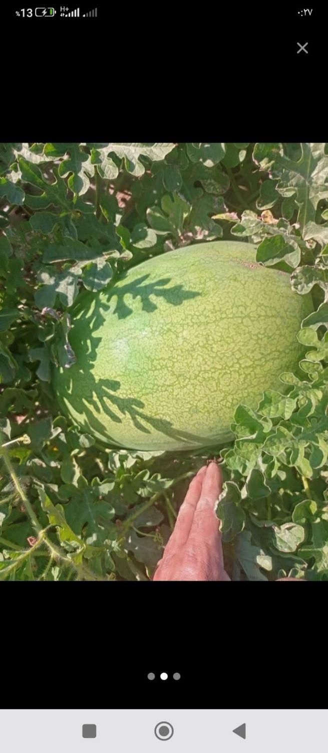 هندوانه وگوجه|خوردنی و آشامیدنی|رشت, بازار|دیوار