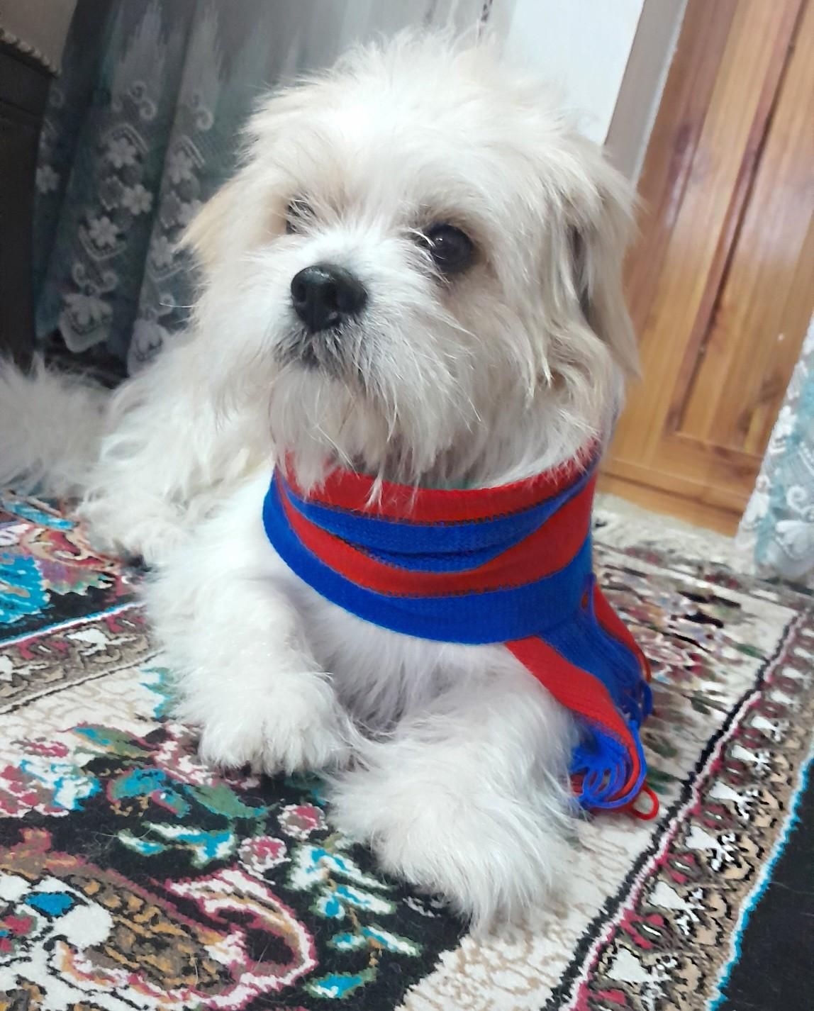 پاپی ناز و بازیگوش|سگ|نجفآباد, ویلاشهر|دیوار