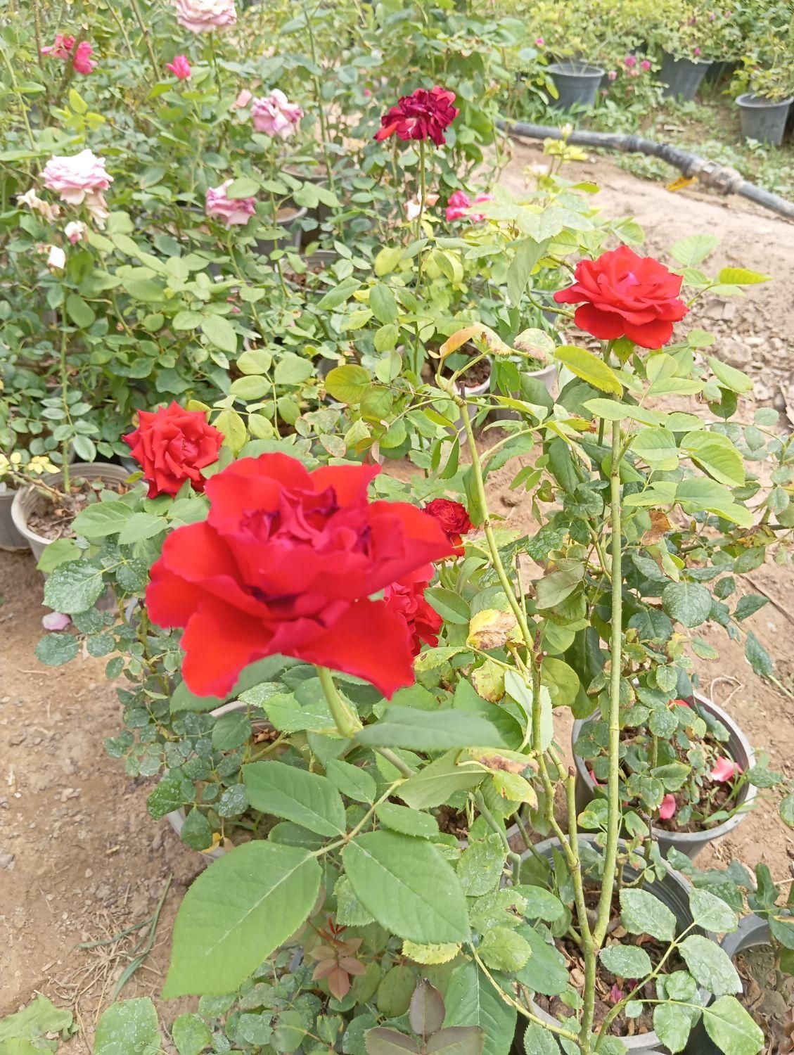 گل رز هلندی ساناز نسترن یاس محمدی شمشاد به لیمو|گل و گیاه طبیعی|ورامین, ورامین|دیوار