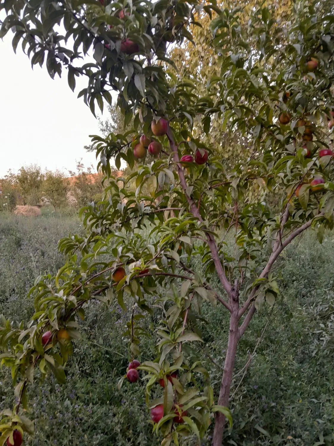 6 من محلی زمین کشاورزی واقع در روستای گوروان|فروش دفتر صنعتی، کشاورزی، تجاری|عجب شیر, |دیوار