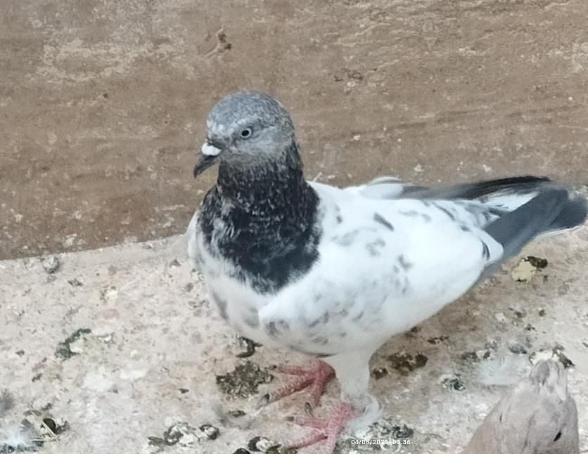 کبوتر نر|پرنده|اصفهان, بهارستان (مخابرات)|دیوار