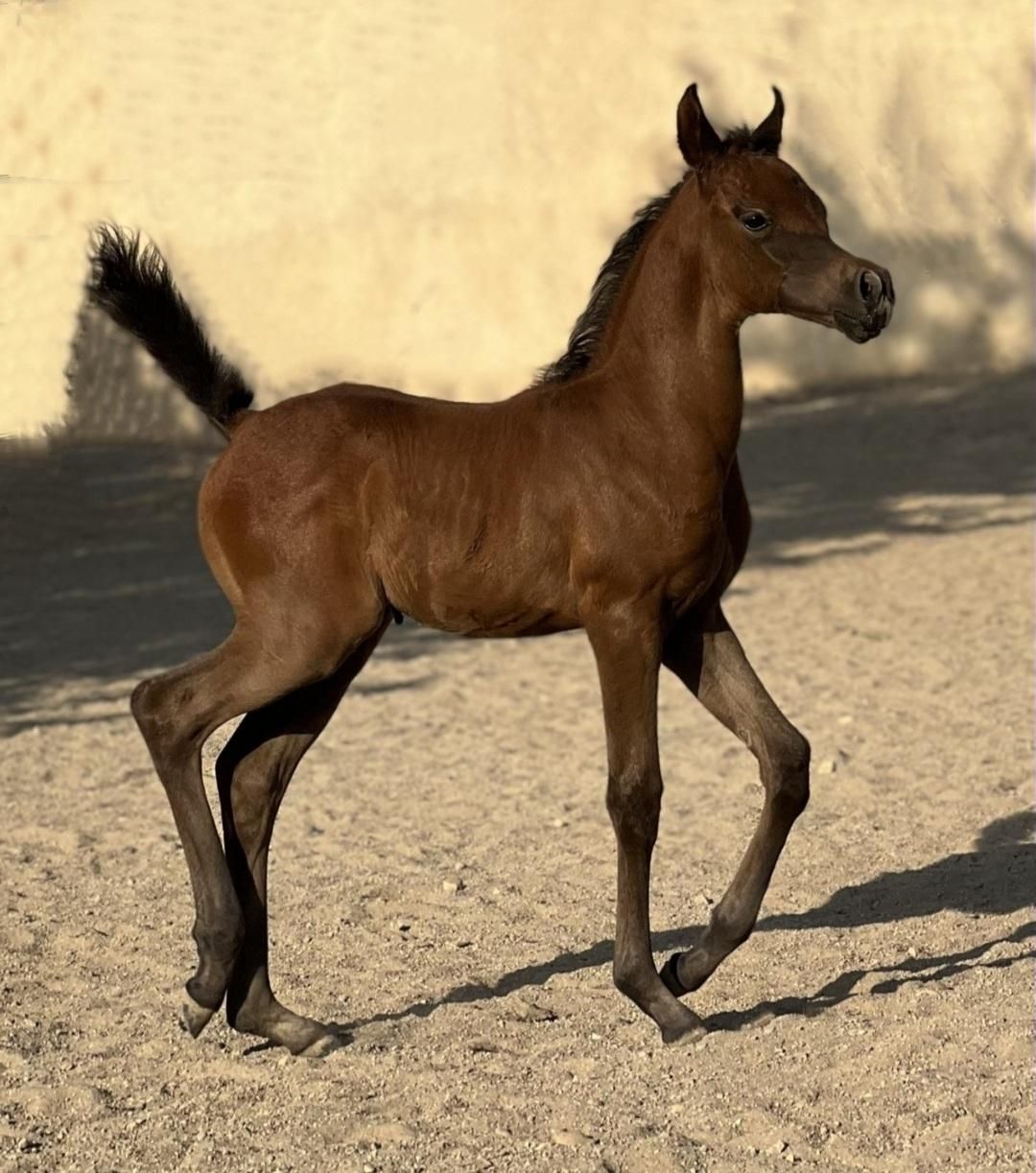 تعدادی نریان بالغ و کره ی عرب مصری (۲سر وارداتی)|اسب و تجهیزات اسب‌سواری|تهران, چیتگر جنوبی|دیوار