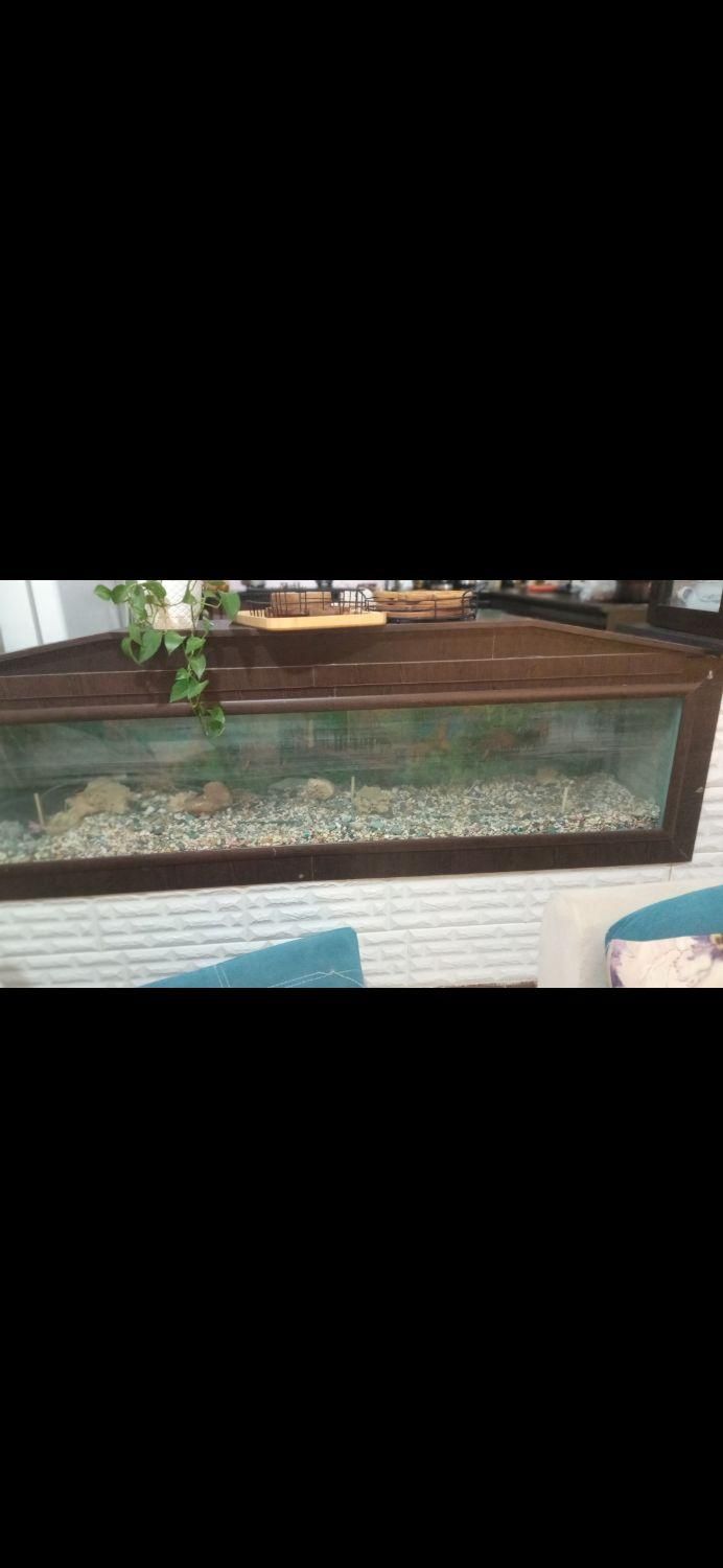 آکواریوم بزرگ دو متری2*55*40شیشه10میل|ماهی|دوگنبدان, |دیوار