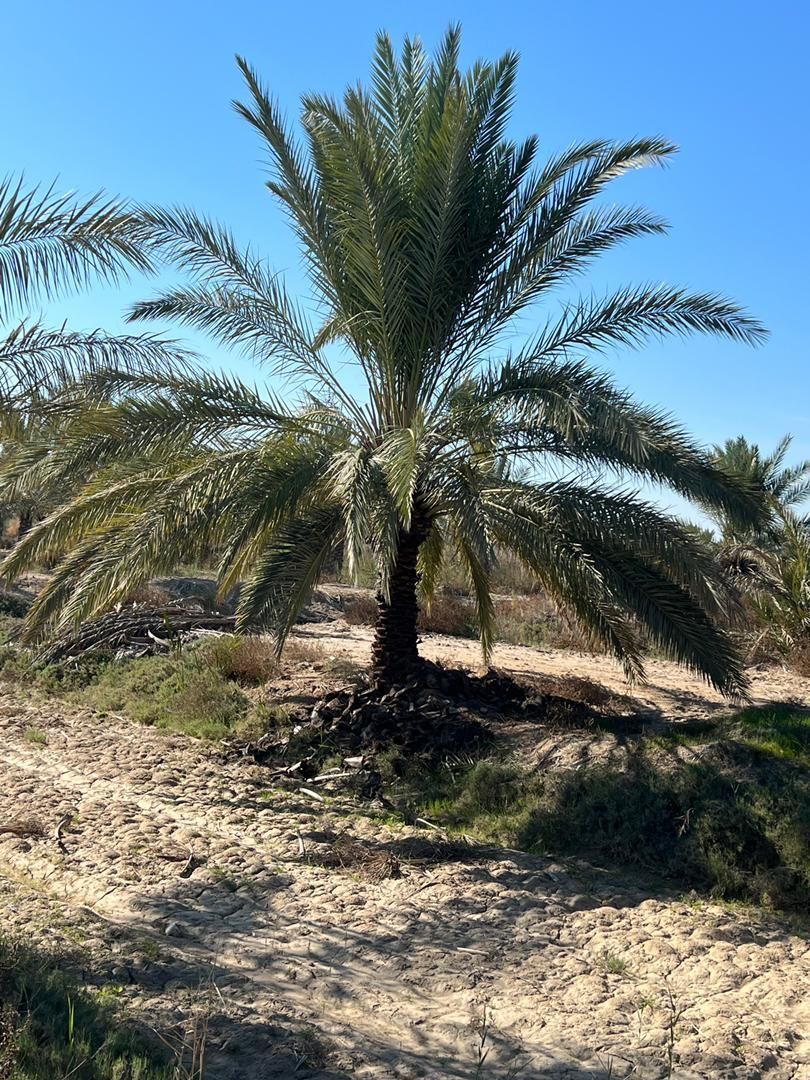 شهر سیرجان لایق زیباترین نخل ها|خدمات باغبانی و درختکاری|سیرجان, |دیوار