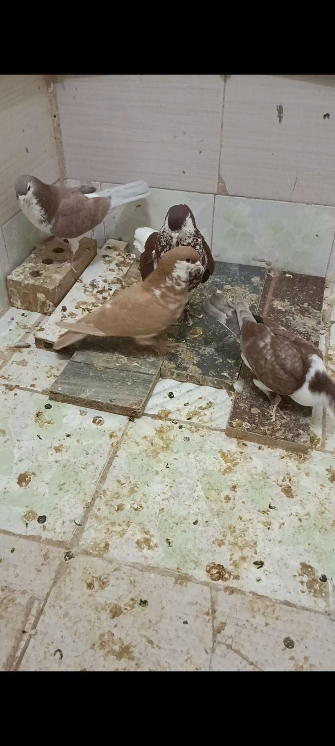 خواهشا بدقولی نکنین ساده افشان تکی فروشی نیس|پرنده|تربت جام, بیست متری منبع آب|دیوار