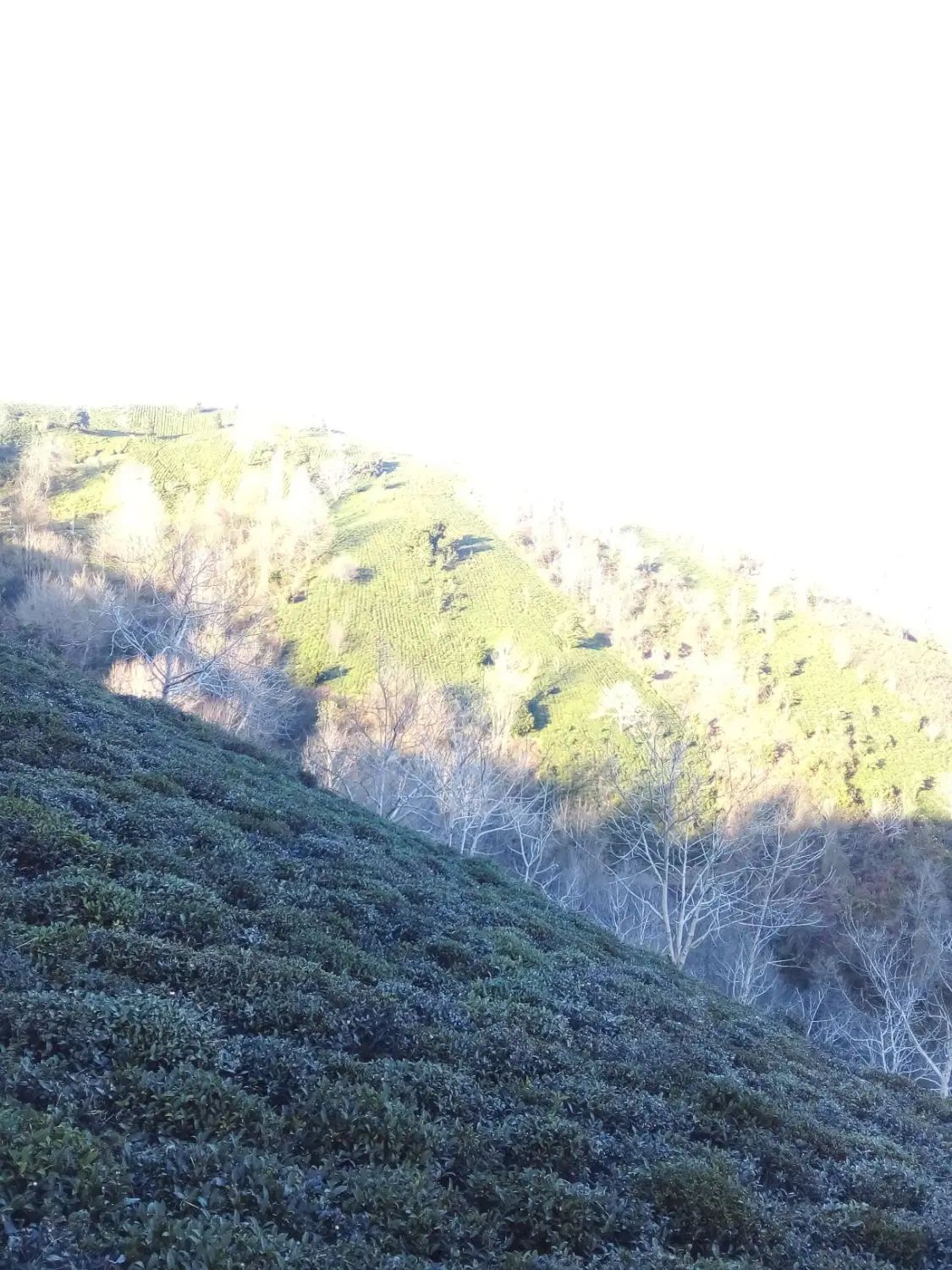 زمین باغی باویوی بینظیر در روستای توریستی سرچشمه|فروش زمین و ملک کلنگی|لاهیجان, لیل|دیوار