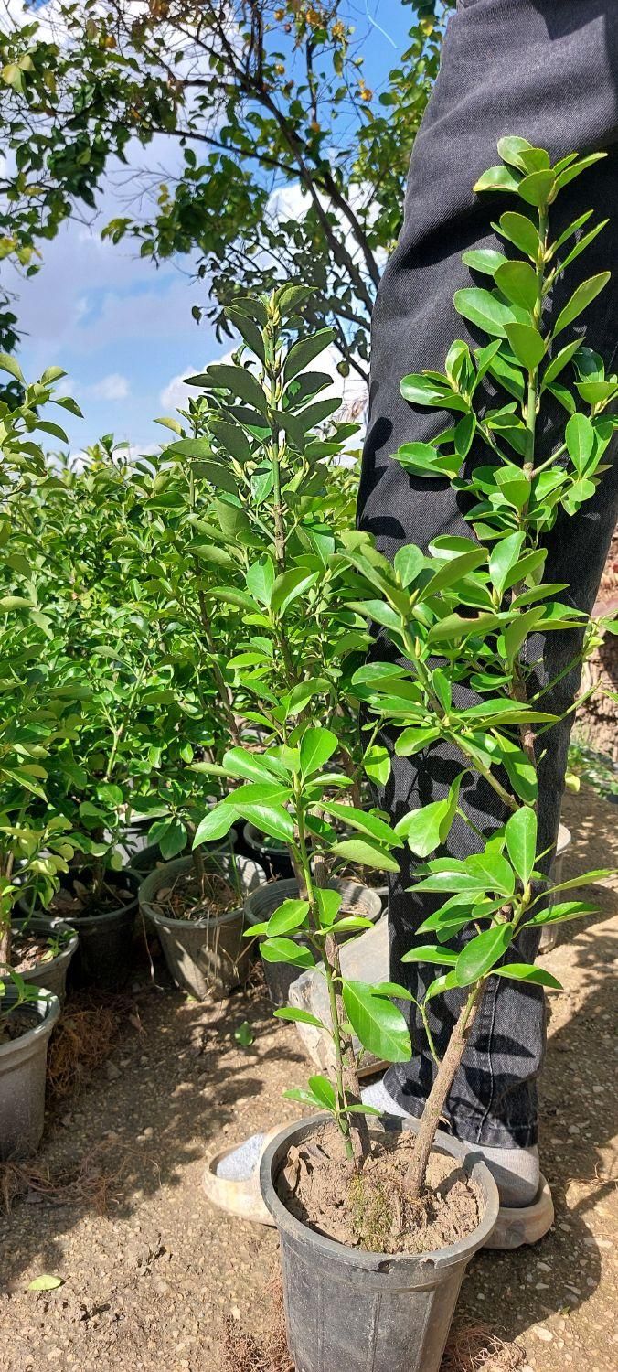 شمشاد|گل و گیاه طبیعی|شیراز, شهرک امیر کبیر|دیوار