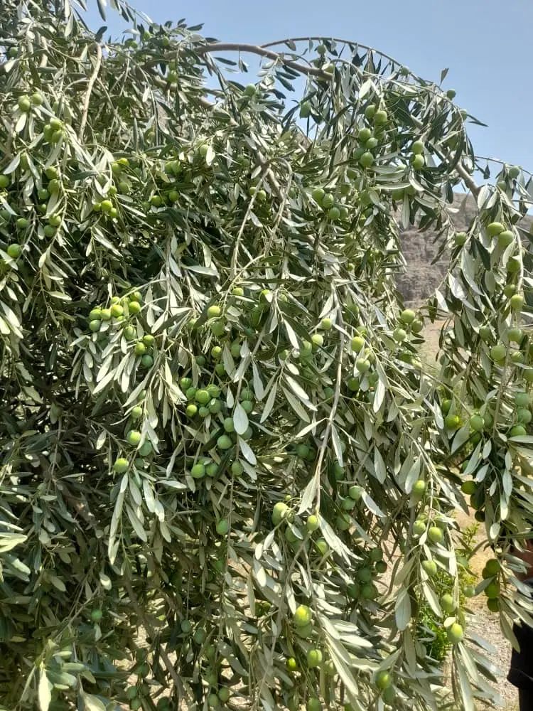 کارگر ساده|استخدام صنعتی، فنی، مهندسی|کرج, مصباح|دیوار