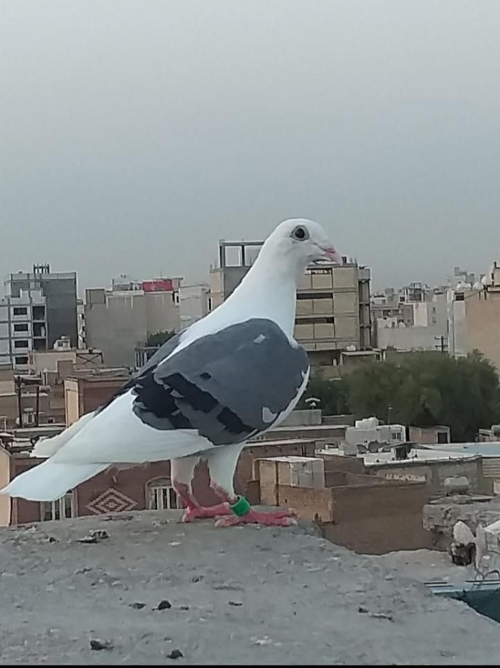 نر و ماده پلاکی دوخط سبز و دوکت سیاه پلاکی|پرنده|اندیمشک, |دیوار