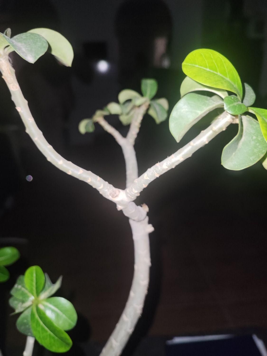 ،تتو کار،،مژه کار کراتین و رنگ|استخدام درمانی، زیبایی، بهداشتی|بوشهر, |دیوار